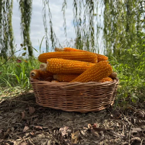 ბატიბუტის სიმინდი