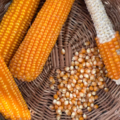 სიმინდი ბატიბუტისთვუს